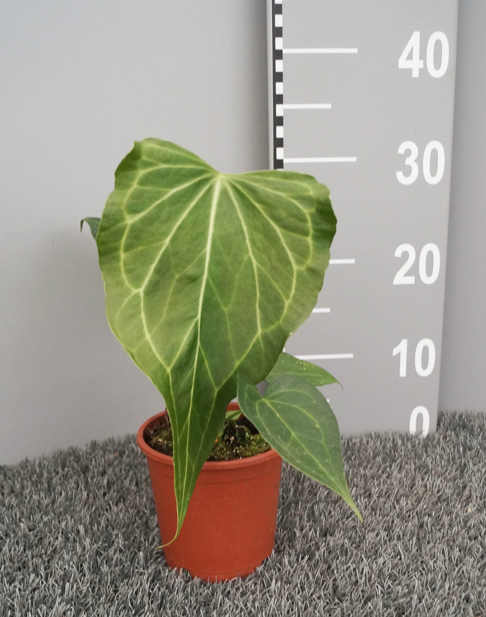 Anthurium Delta Force, D 12 cm Anthurium Delta Force, D 12 cm