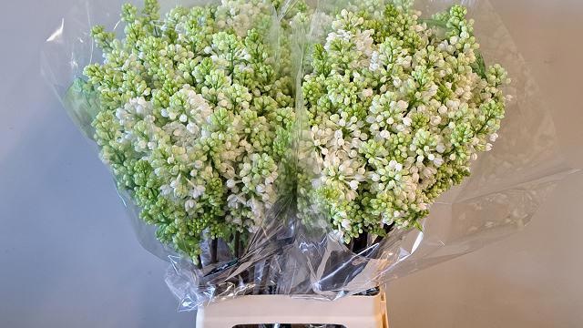 Сирень Мадам Флорент Степман 70 (бел.), шт.