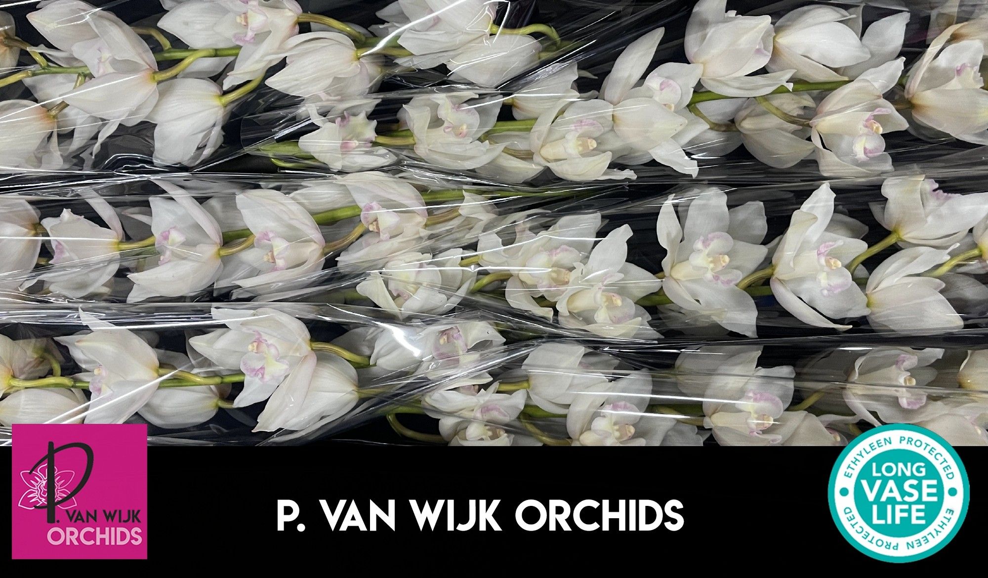 Цимбидиум Сноукасл x6 80, шт.