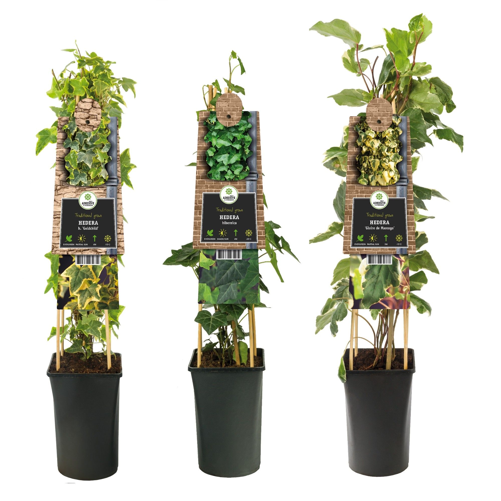 Mixshelf Hedera +3.0 label, D 17