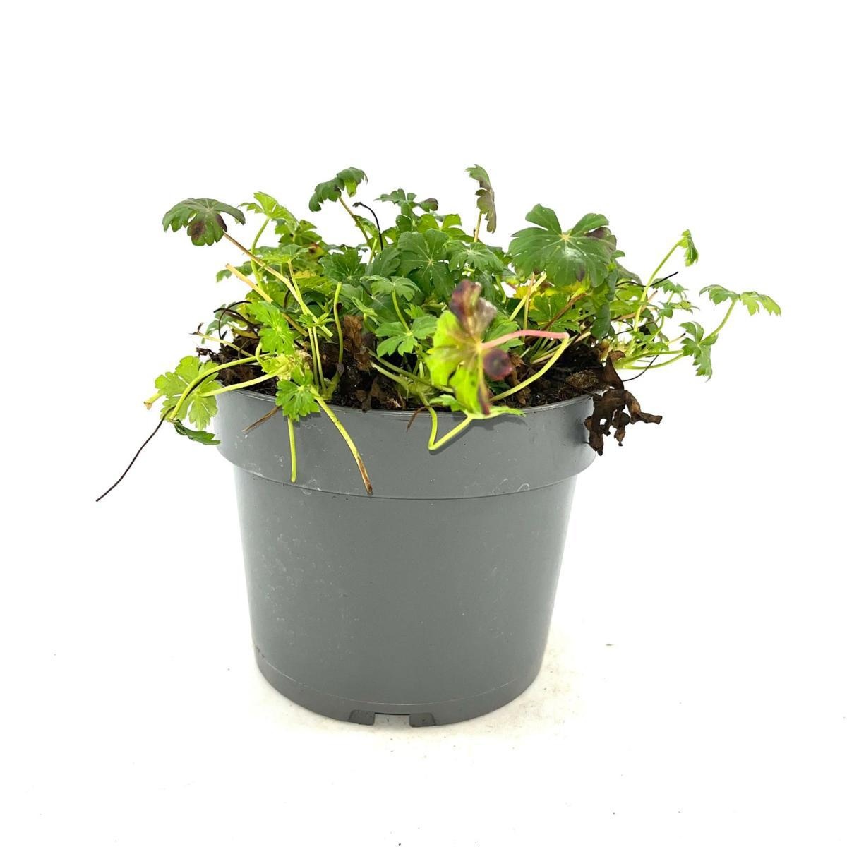 Geranium cant. 'Karmina', rose, D 17