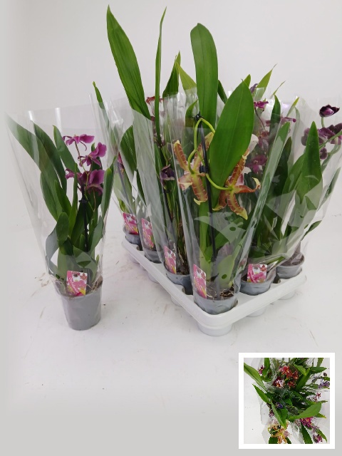 ORCHIDEEEN GEM, D 9 cm