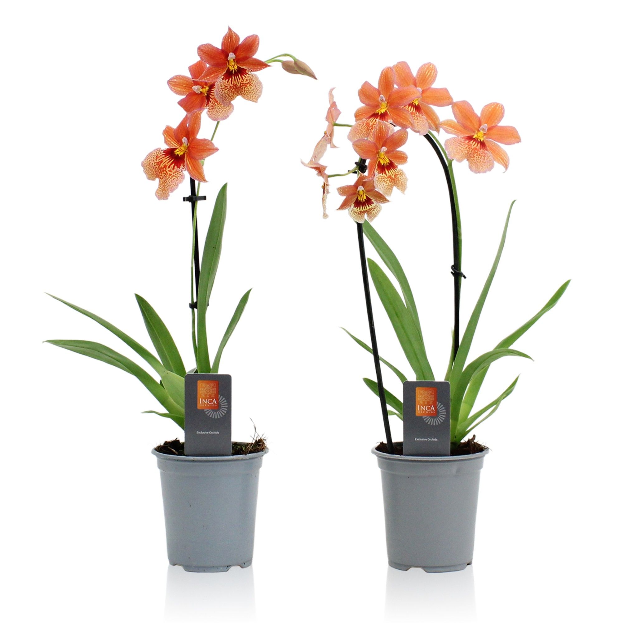 Inca Nelly Isler Orange 1 spike incl. cascade 9cm, D 9 cm