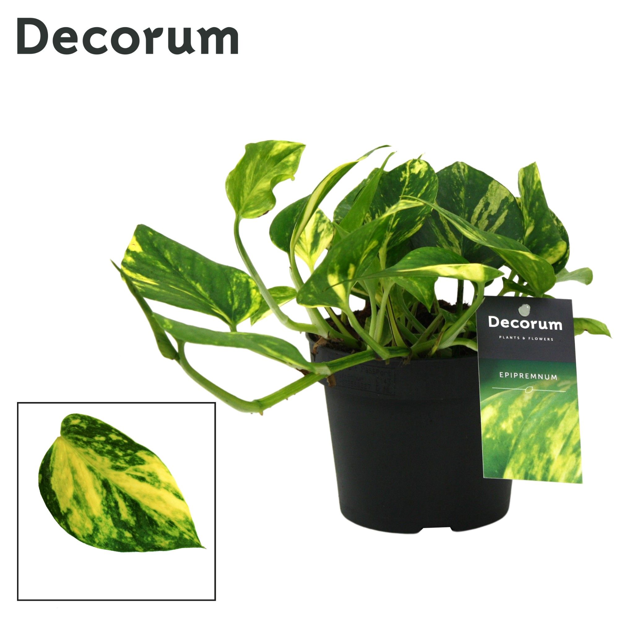 Scindapsus (Epipremnum) N'joy Gold DECORUM, D 12