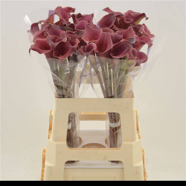 Калла Рэд Шарм 60, шт. Калла Рэд Шарм 60, шт.