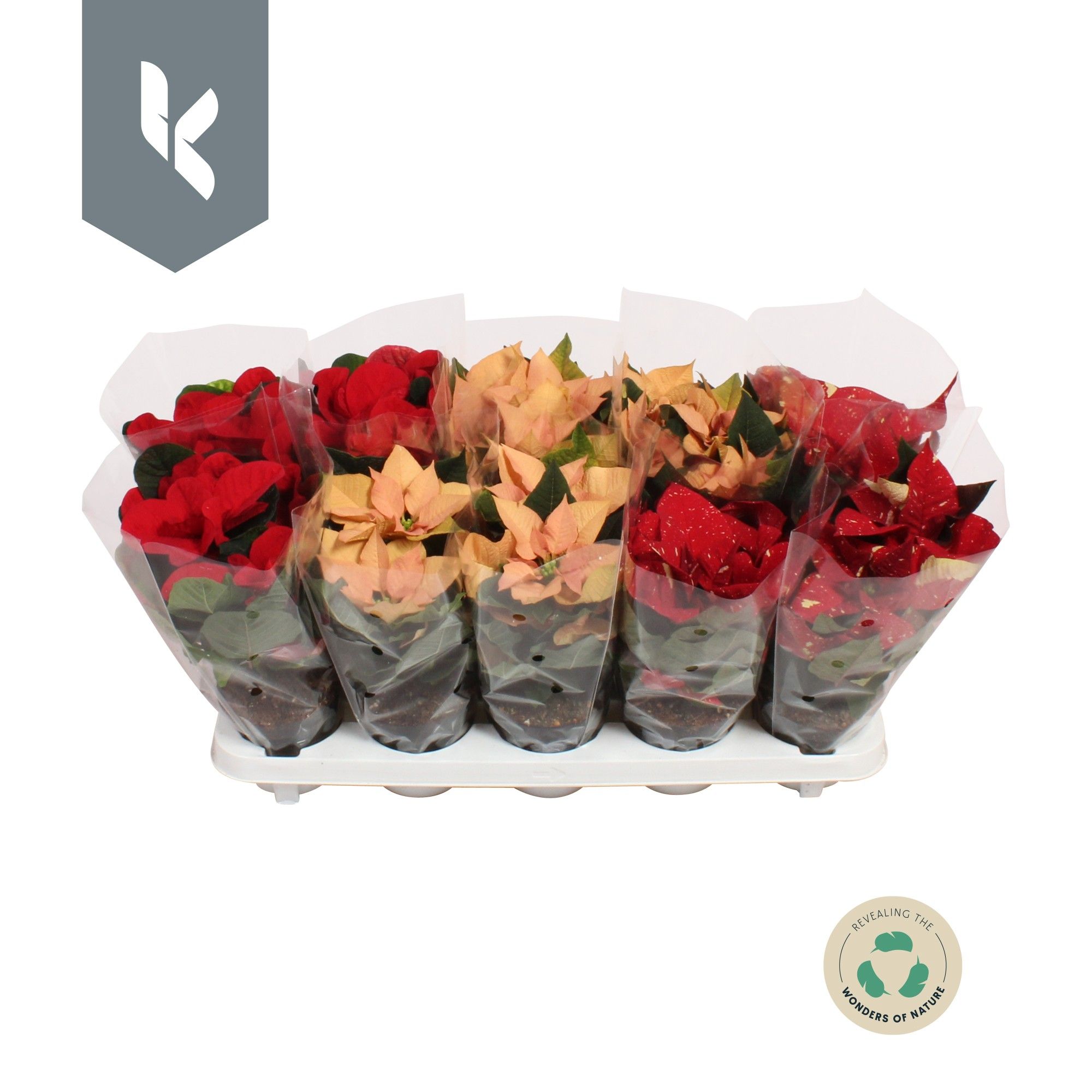 Poinsettia Specials mix lagen, 3 kleuren mix, D 10,5 cm