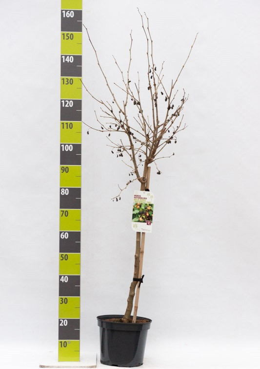 Morus rotundiloba 'Mojo Berry'® C 7,5 ha 80, D 27