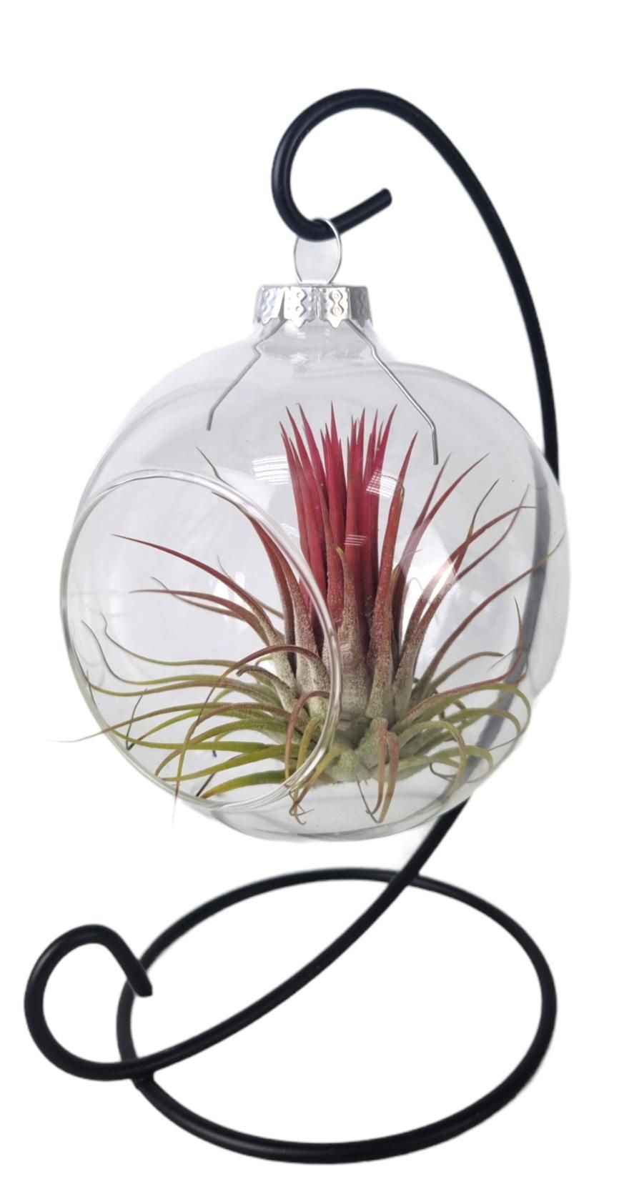 Tillandsia Christmasball hanger mix, D 10