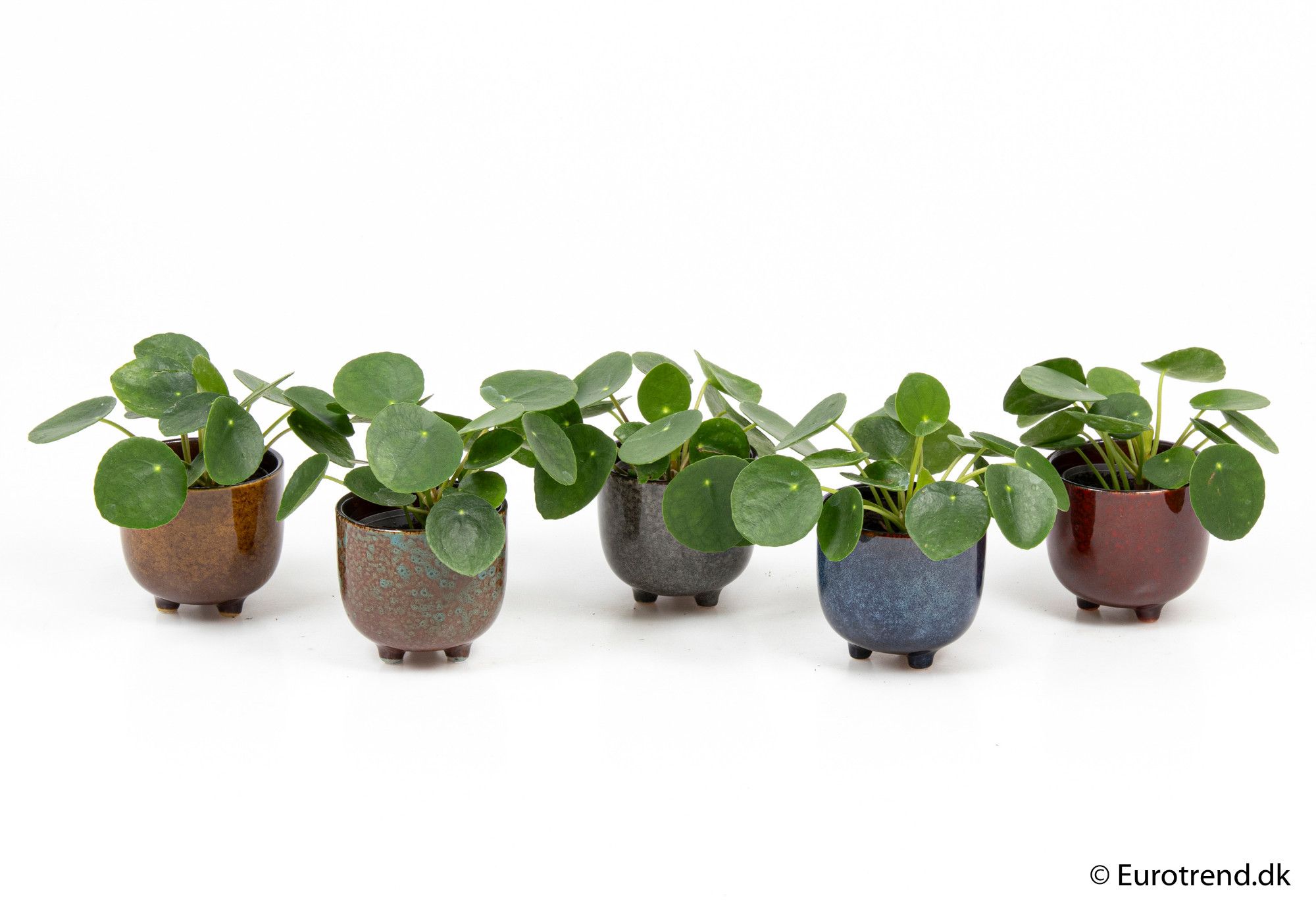 Pilea Pepemioides in ceramic - New Look 2025, D 6