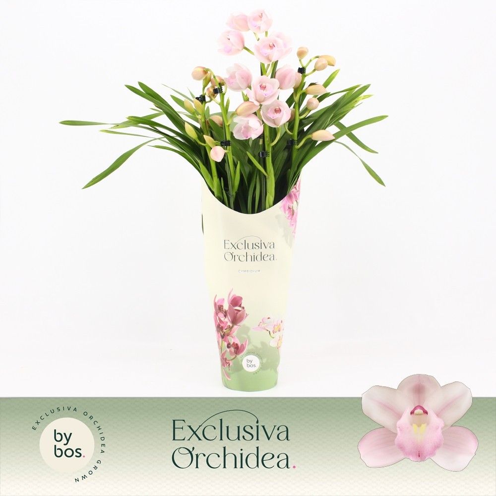 Cymbidium, Pink Bell 4-spike P14 'Exclusiva Orchidea' Potcover, D 14