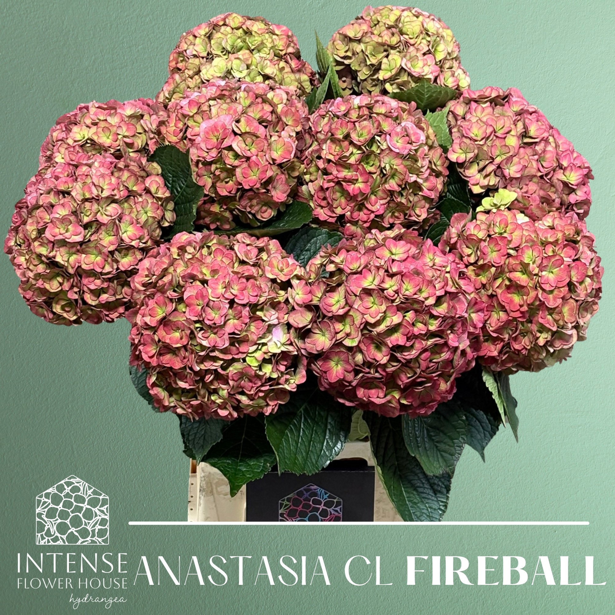 Гортензия Роял Анастасия Классик 65, шт.