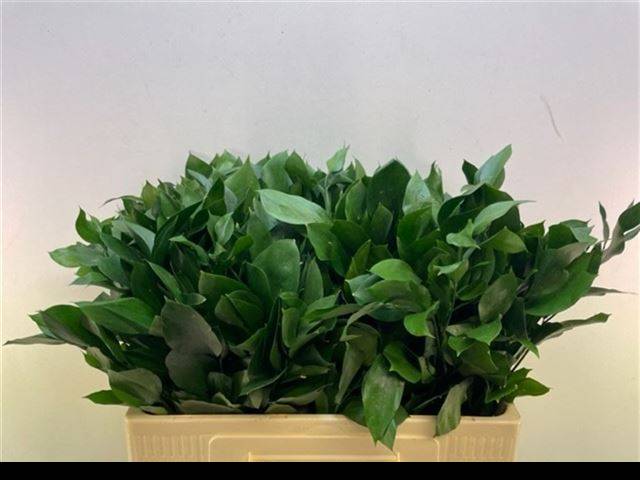 Рускус Израильский 55, шт.