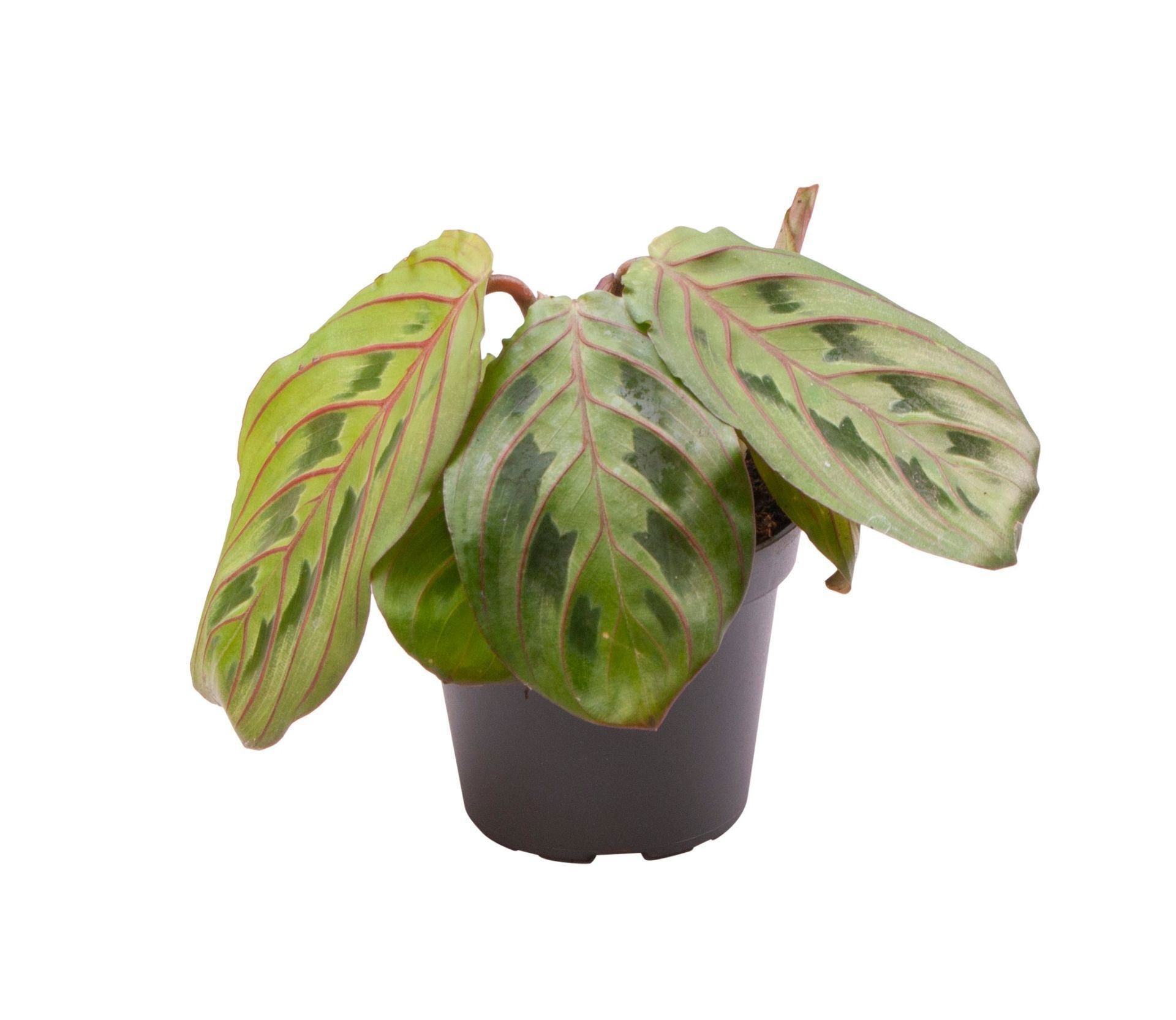 Calathea Leuconeura Red Stripe, D 6