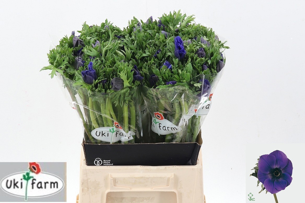 Анемон Галил Блю 45 (син.), шт.