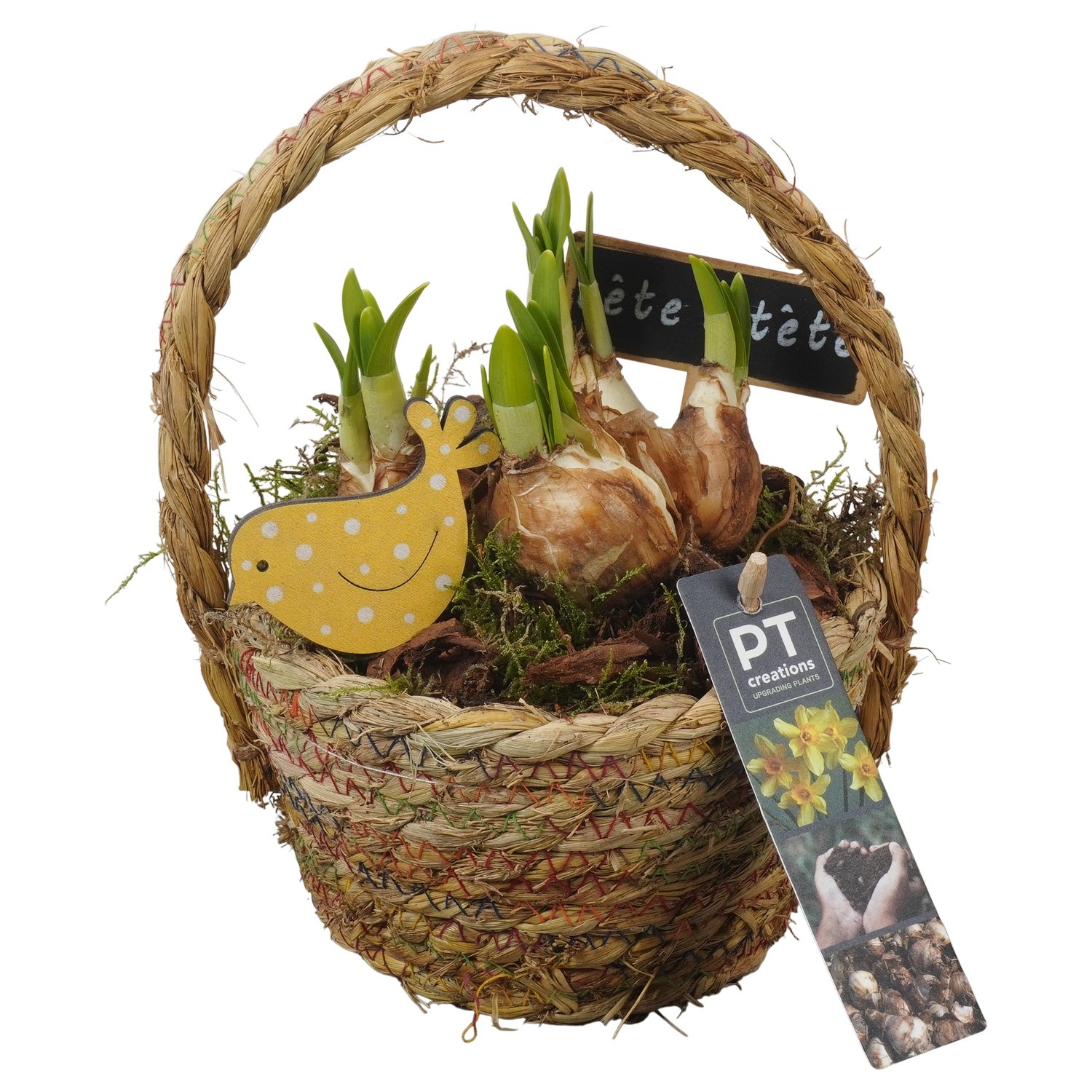 PTN8605 Arrangement Narcissus in rieten mand, D 15