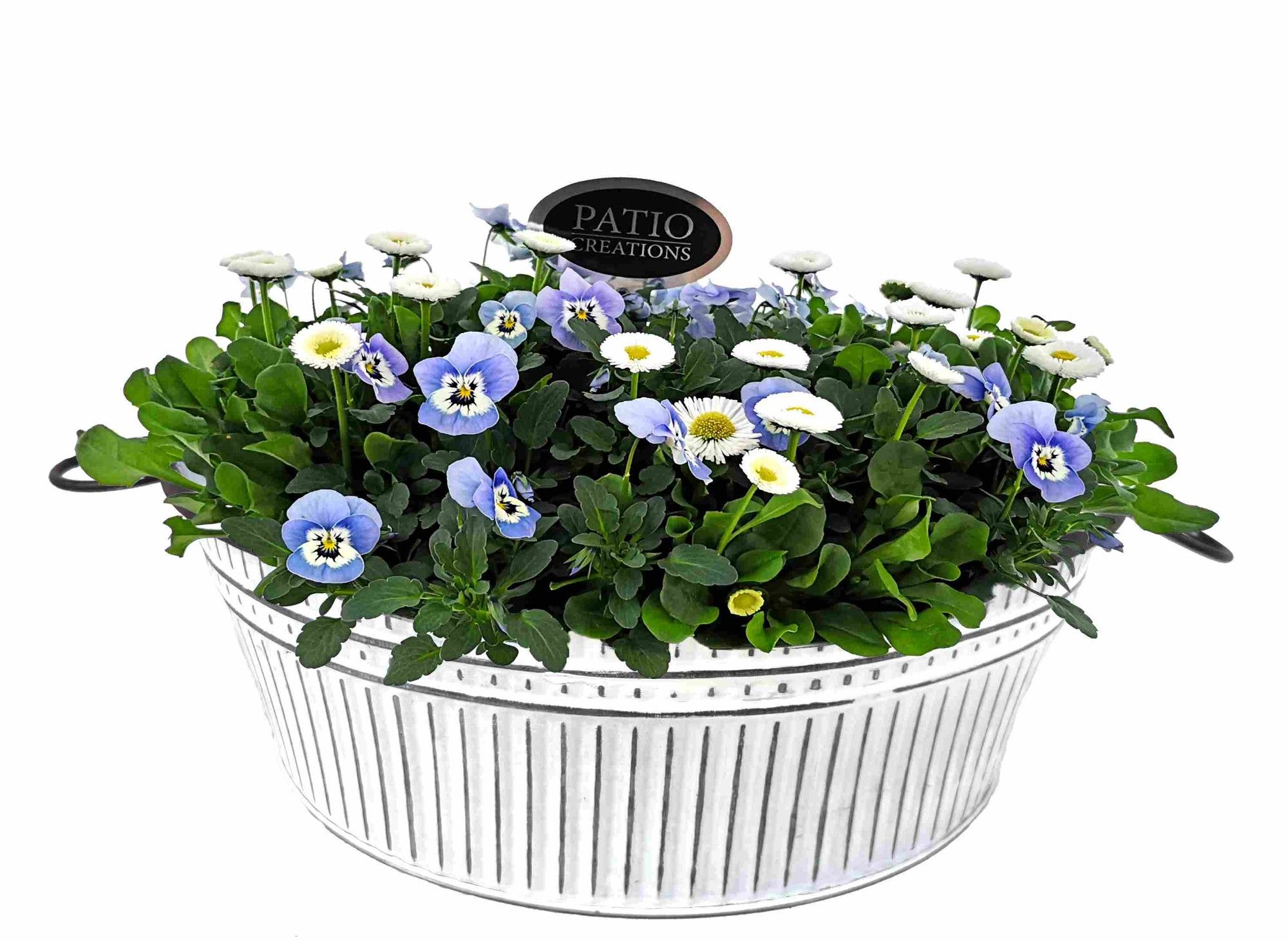 VB757-602 Viola/Bellis zink trendschaal XL, D 28