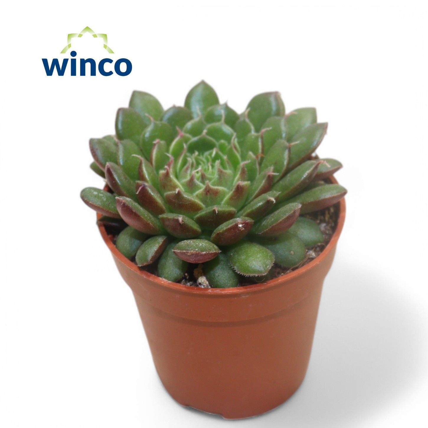 Graptoveria Ovilia, D 5,5