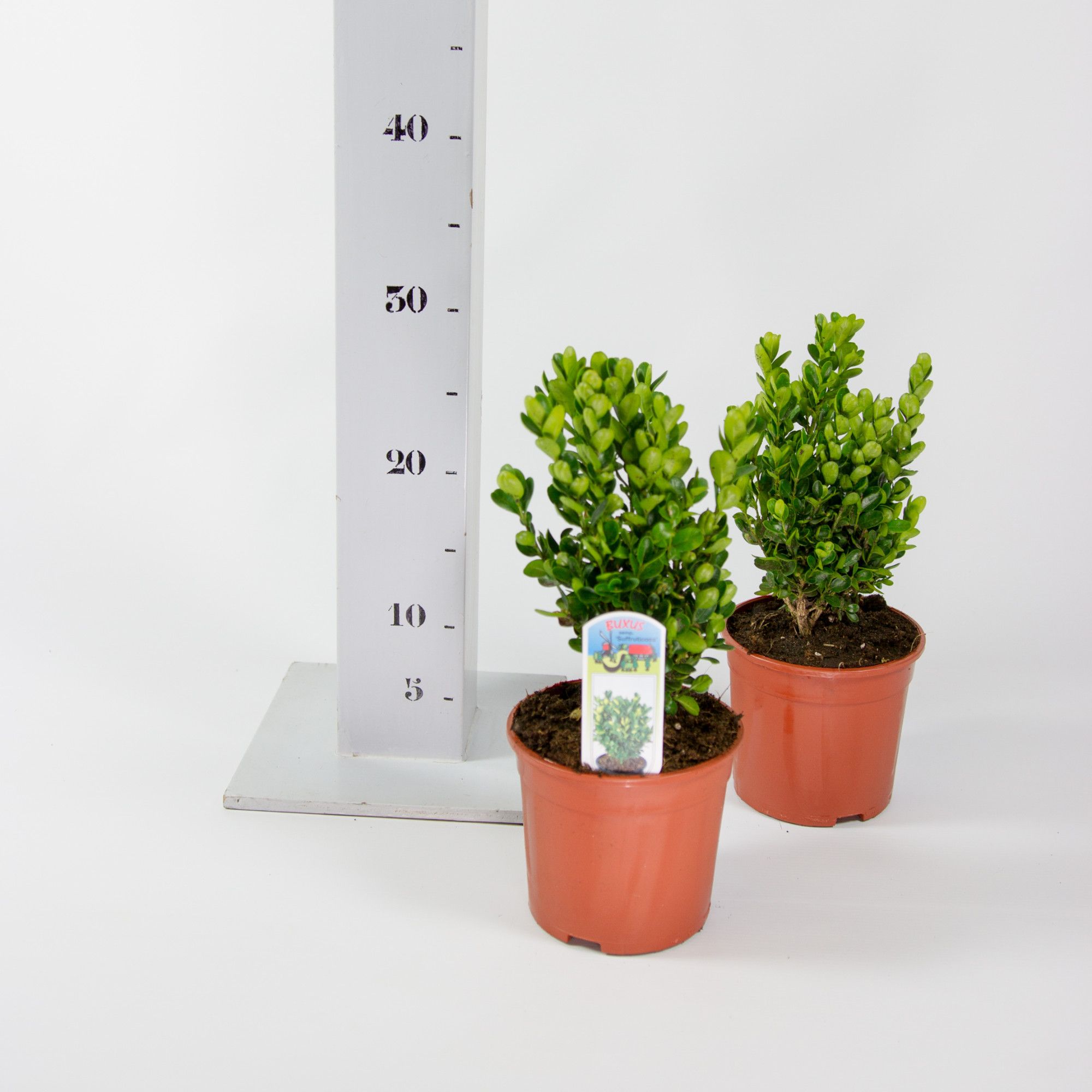 Buxus sempervirens 'Suffruticosa' 15-20cm struik, D 13