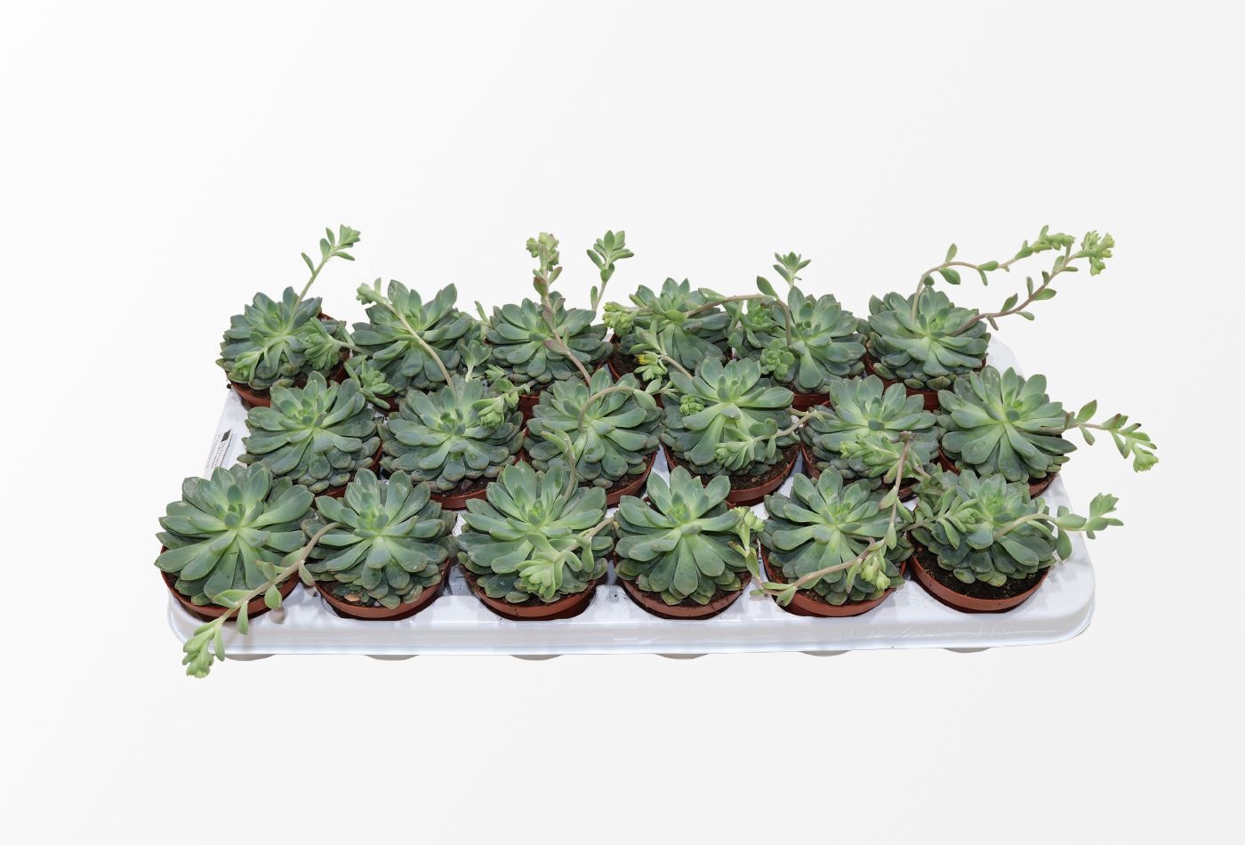 Sedeveria Blue Elf, D 8,5