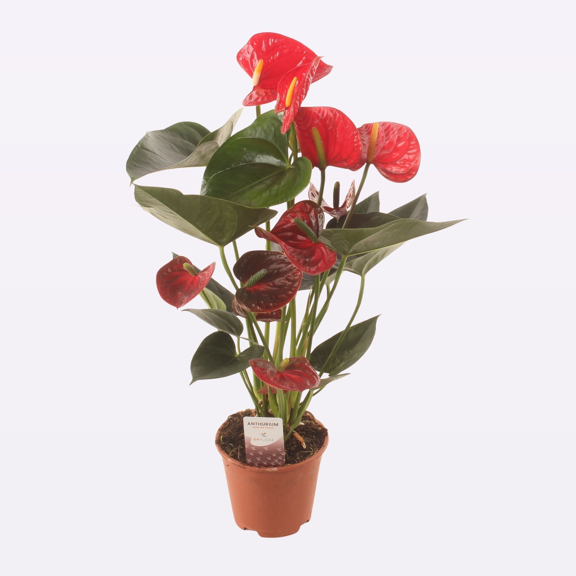 Anth. Easy Red P14., D 14