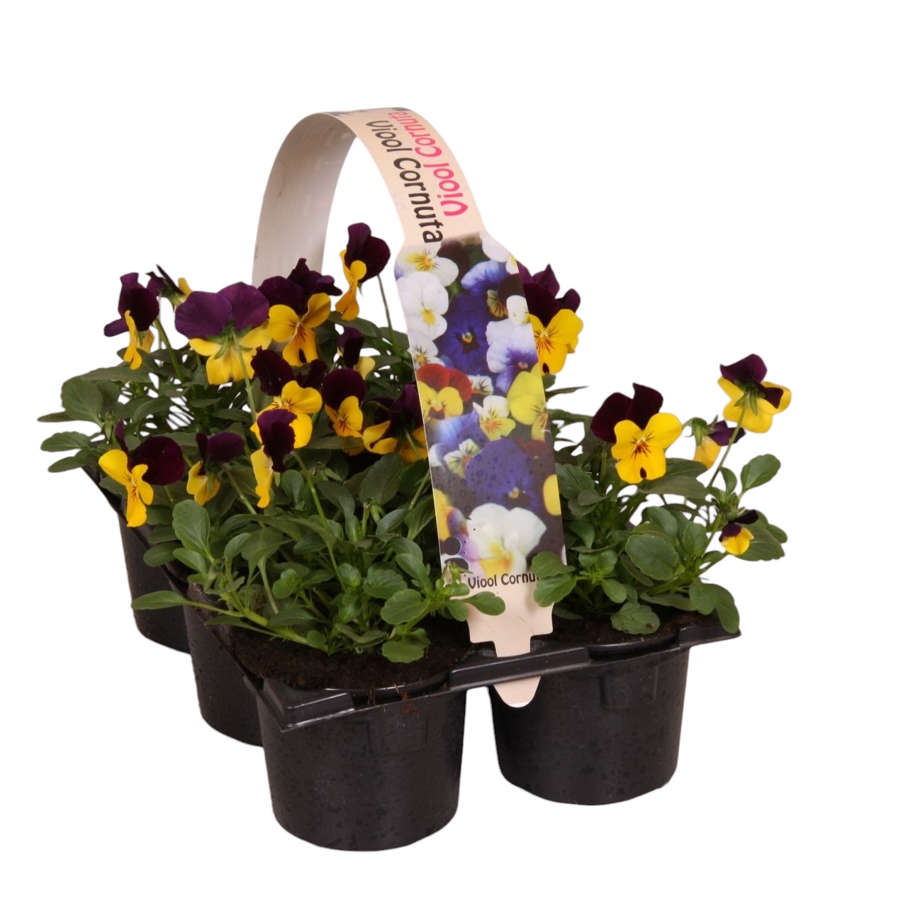 Viool corr geel paars 6p, D 9