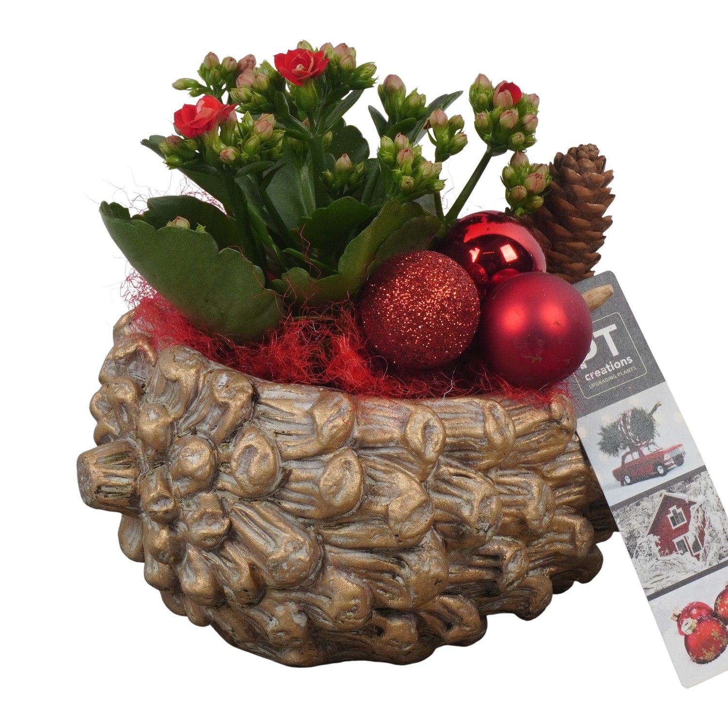 PTCHR7306 Arrangement Christmas Red in beton pot, D 16 cm