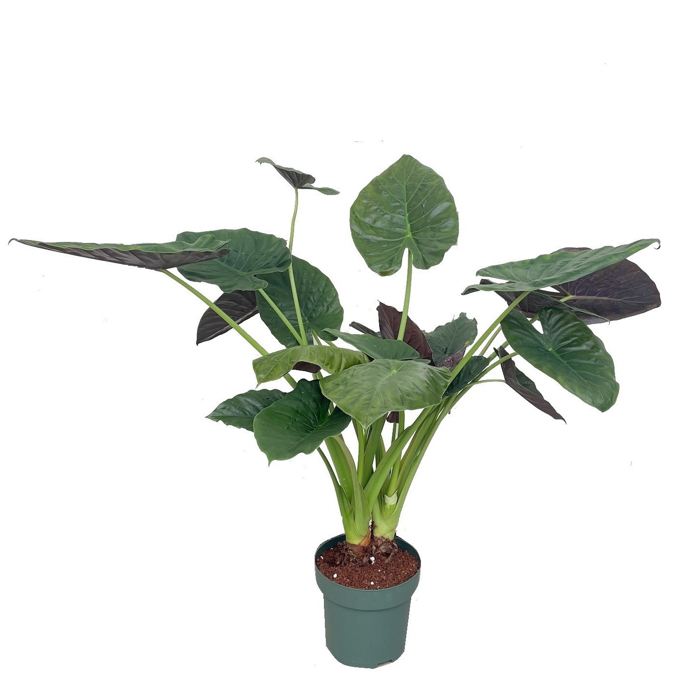 Alocasia Wentii (bark), D 30