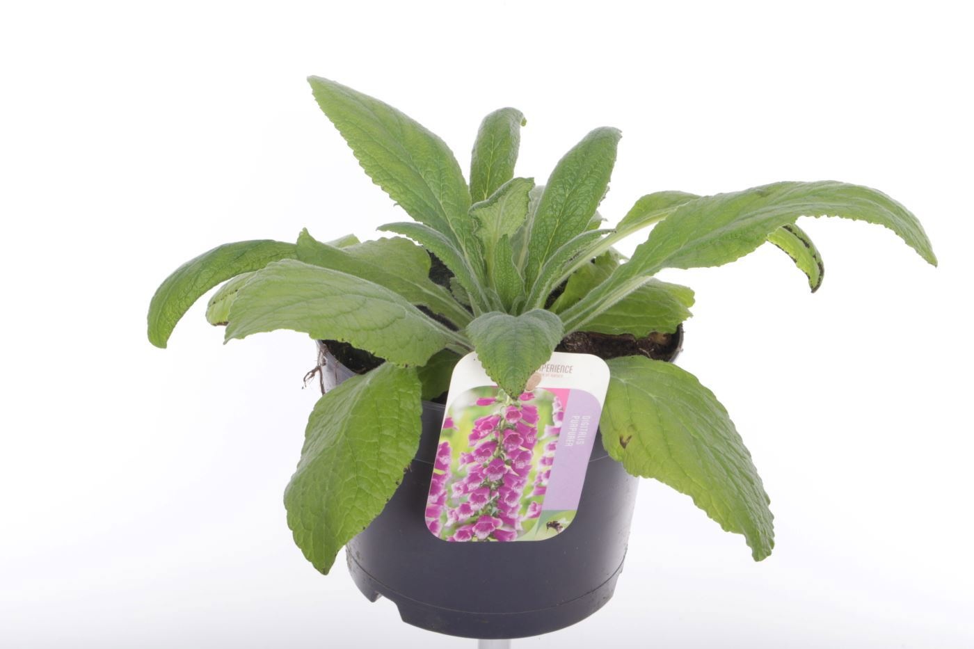 Digitalis purpurea William Purple, D 17