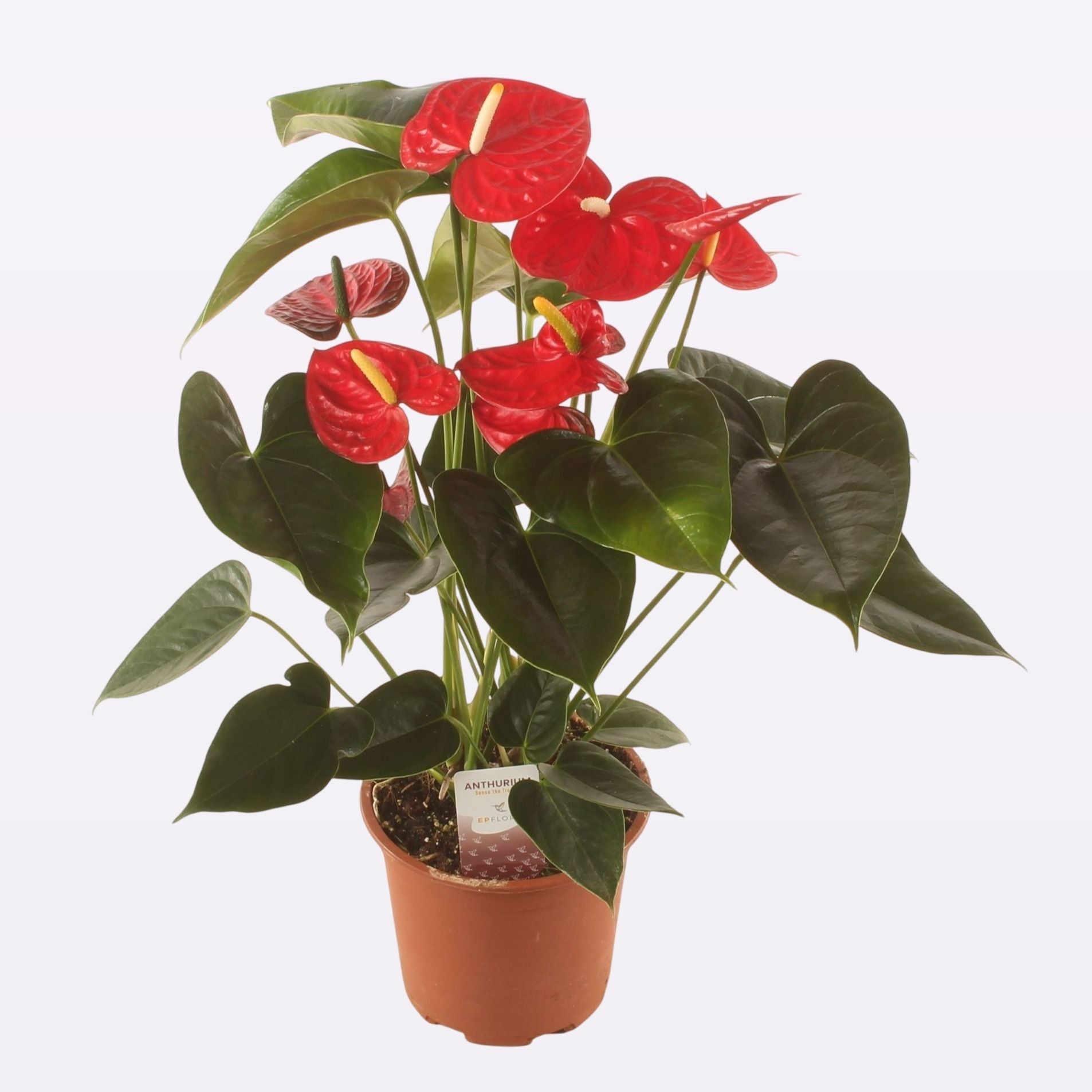 Anth. Easy Red P17., D 17