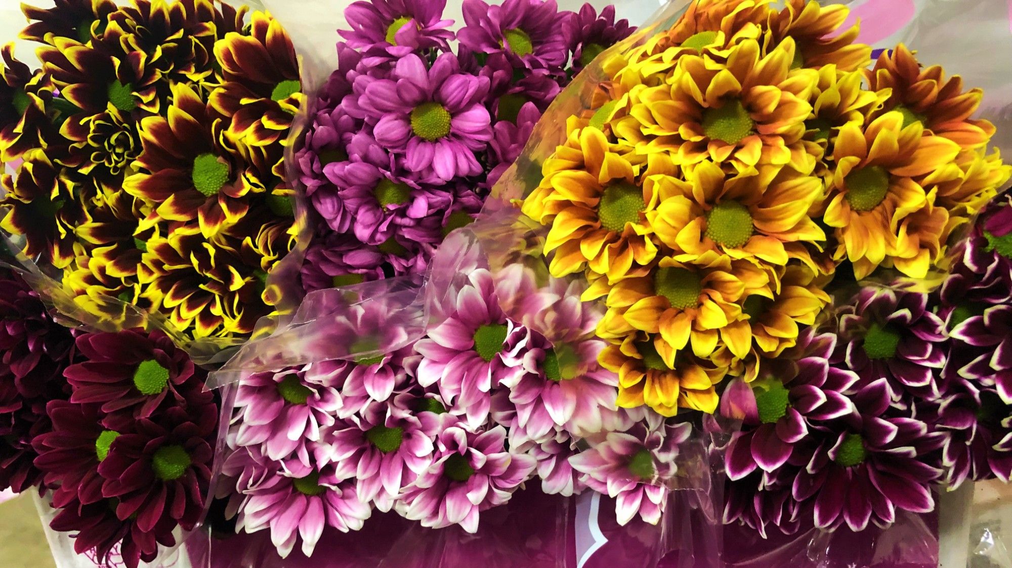 Хризантема куст. Микс 70, шт.