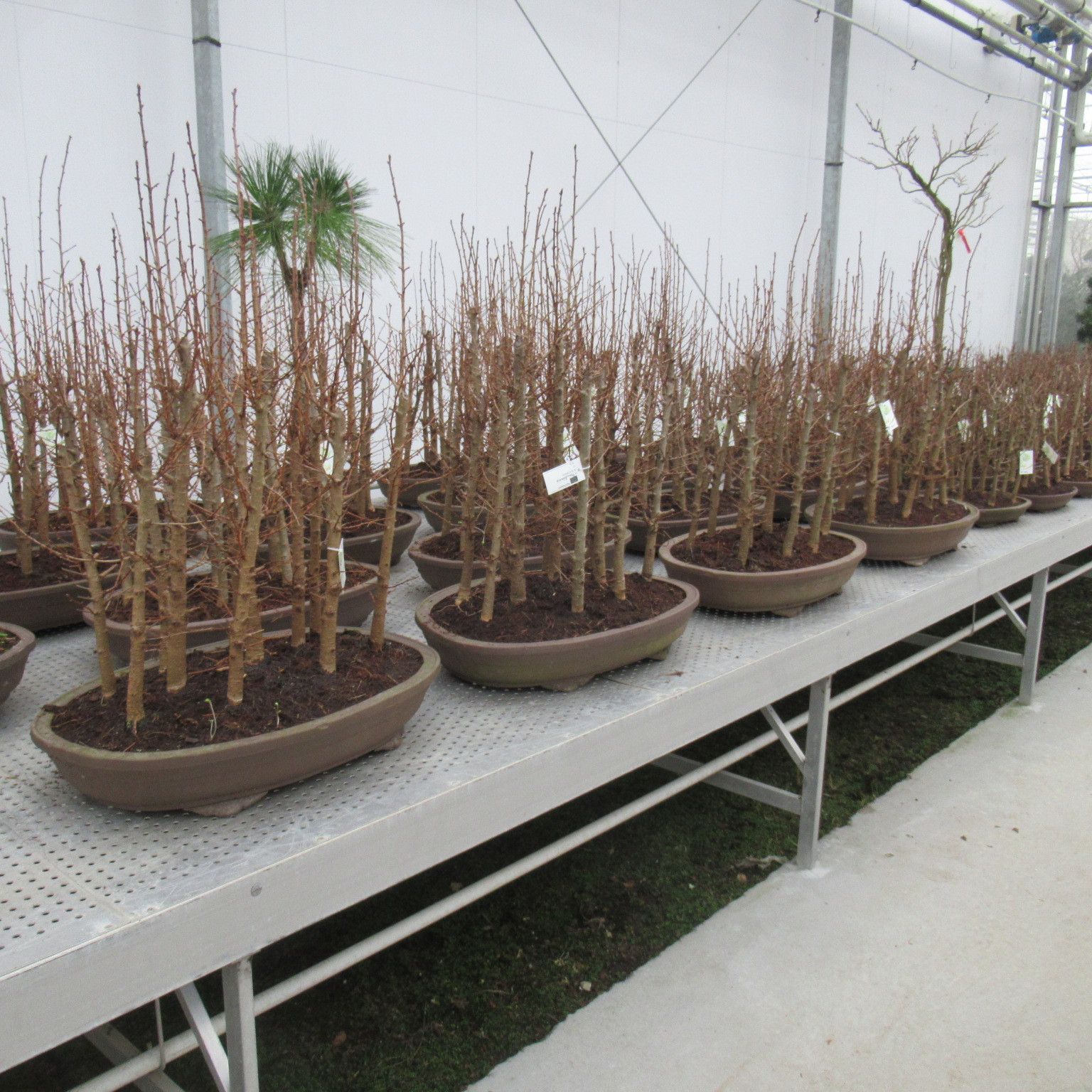 Pseudolarix groep ( forest), D 60