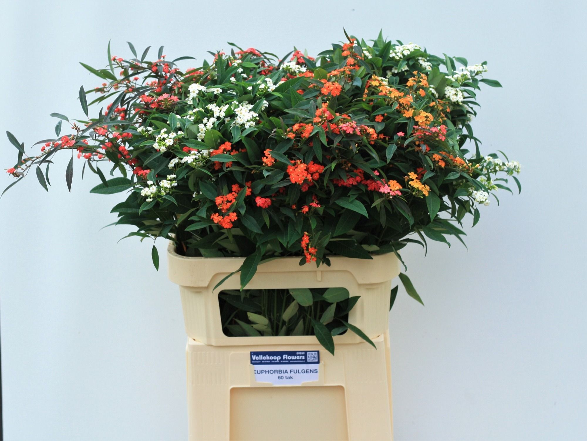 Эуфорбия куст. Микс 80, шт.