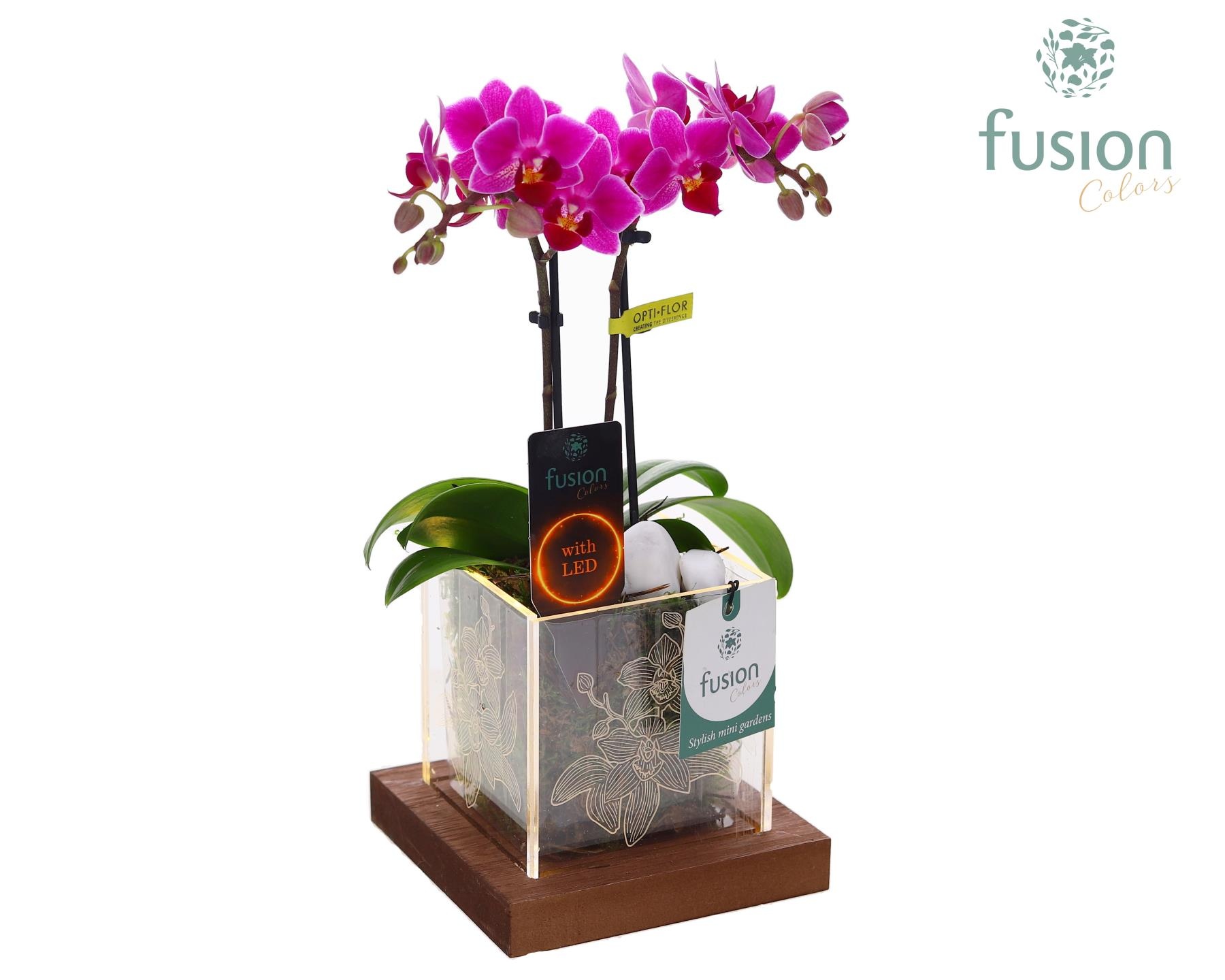 Acryl bakje LED met Phalaenopsis, D 12 cm