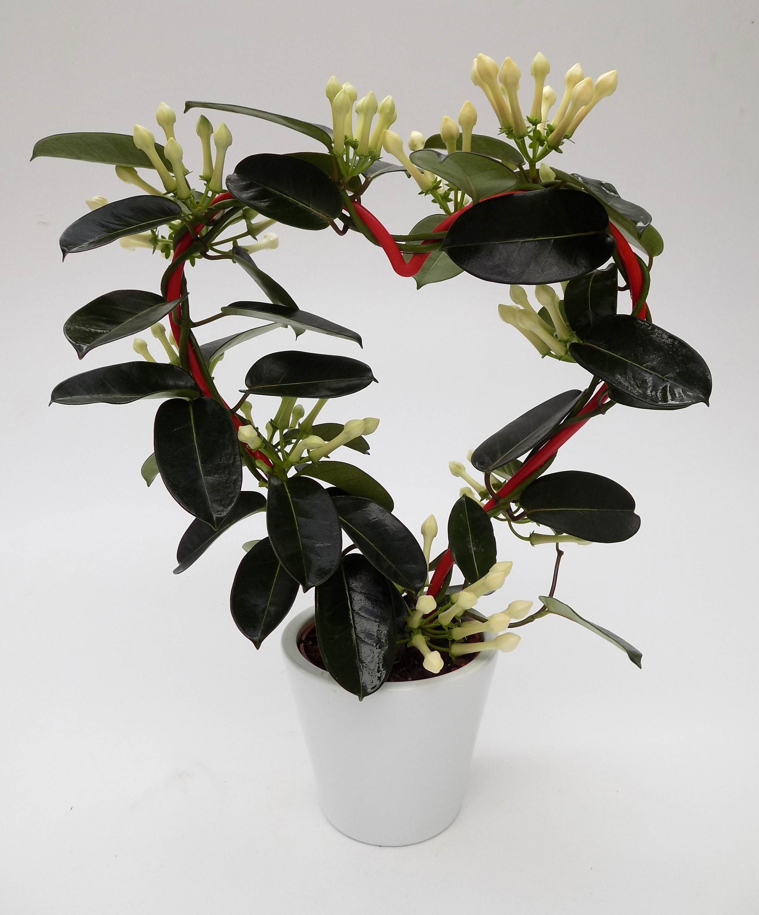 Steph Hart .ker. Sisi, D 12