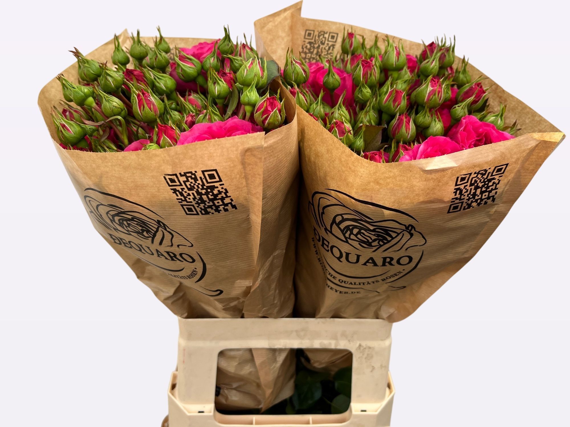 Роза куст. Баронесса Фрайлэнд 60, шт.