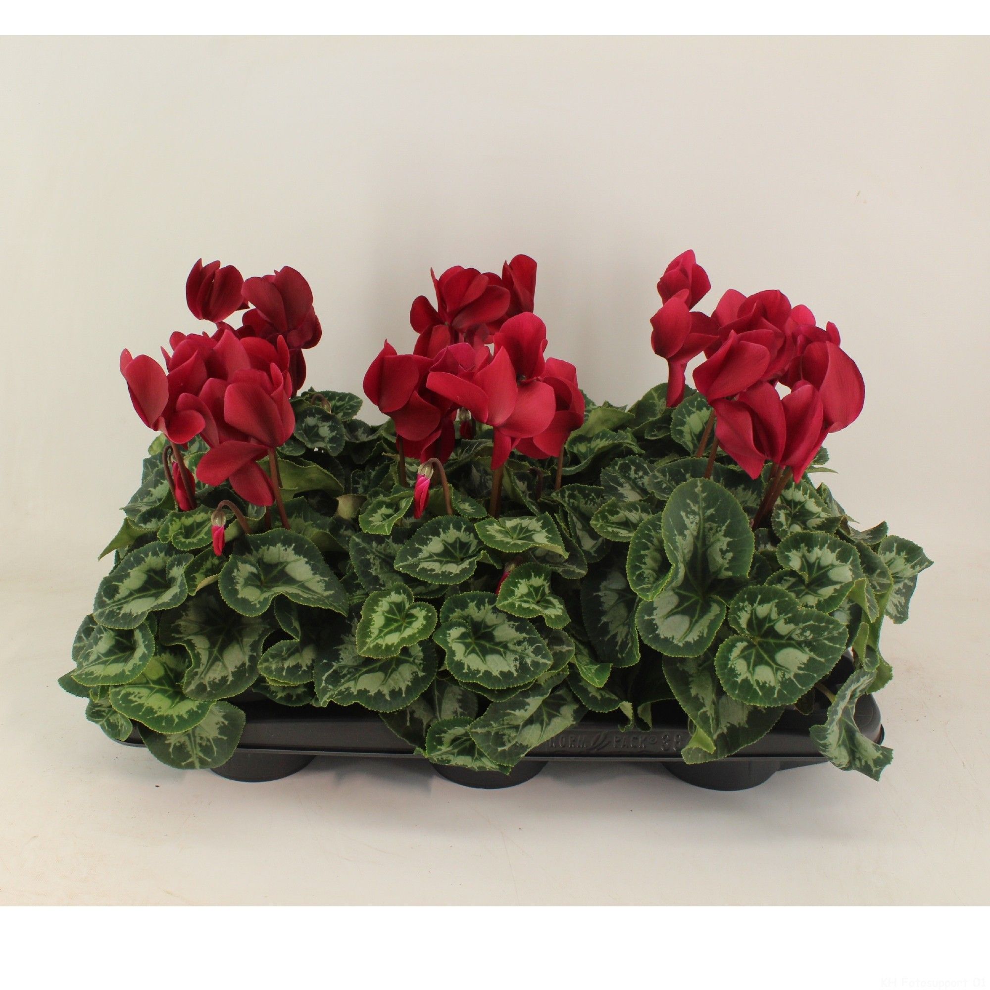 Cyclamen Halios Magenta/wine red, D 13 cm