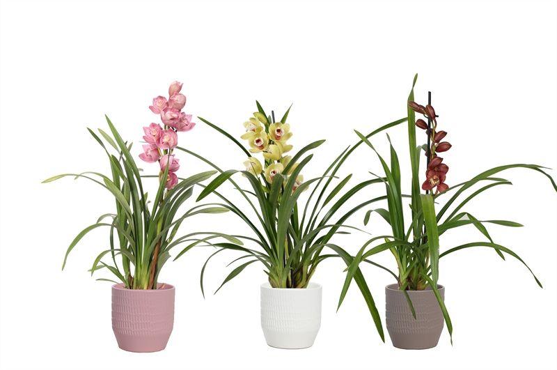 Tirza p12 scores mix Cymbidium mix 1T05+, D 12