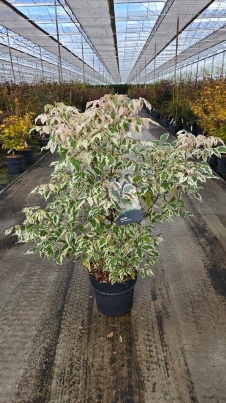 Acer negundo 'Flamingo', D 32