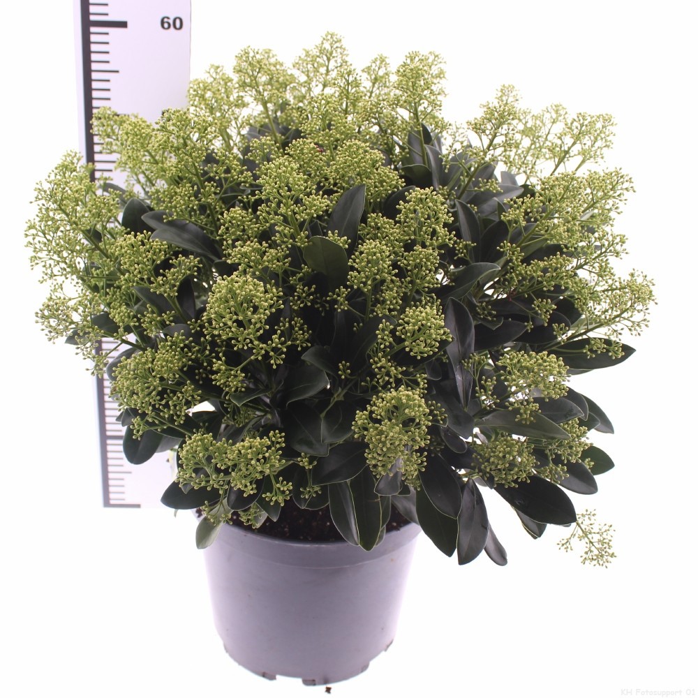 Skimmia jap. 'Finchy', D 29