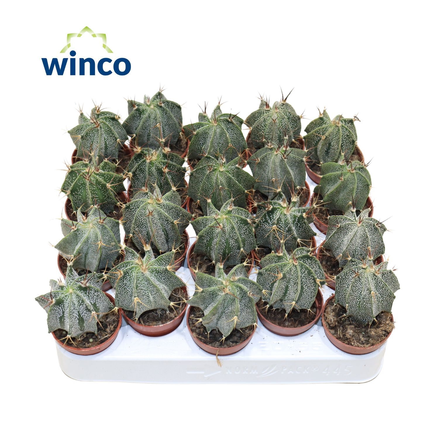 Astrophytum Ornatum, D 5,5