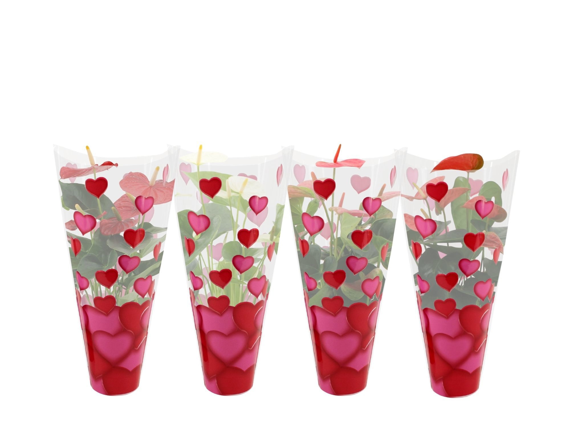 Anthurium 14 cm 4 color mix in heart sleeve Lilly, D 14