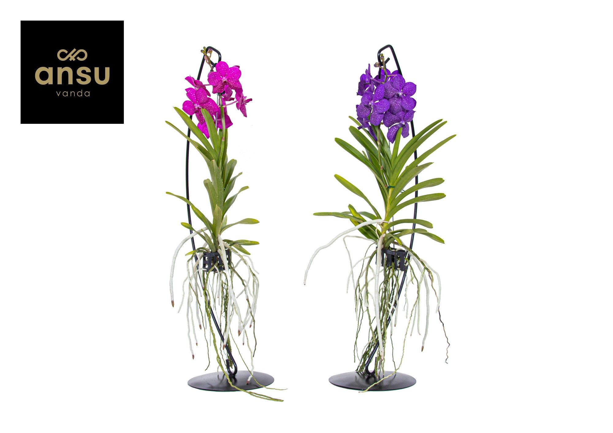 Vanda op standaard Mix, D 15