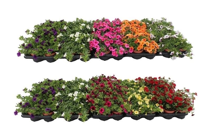 Calibrachoa Mix Layer, D 10,5
