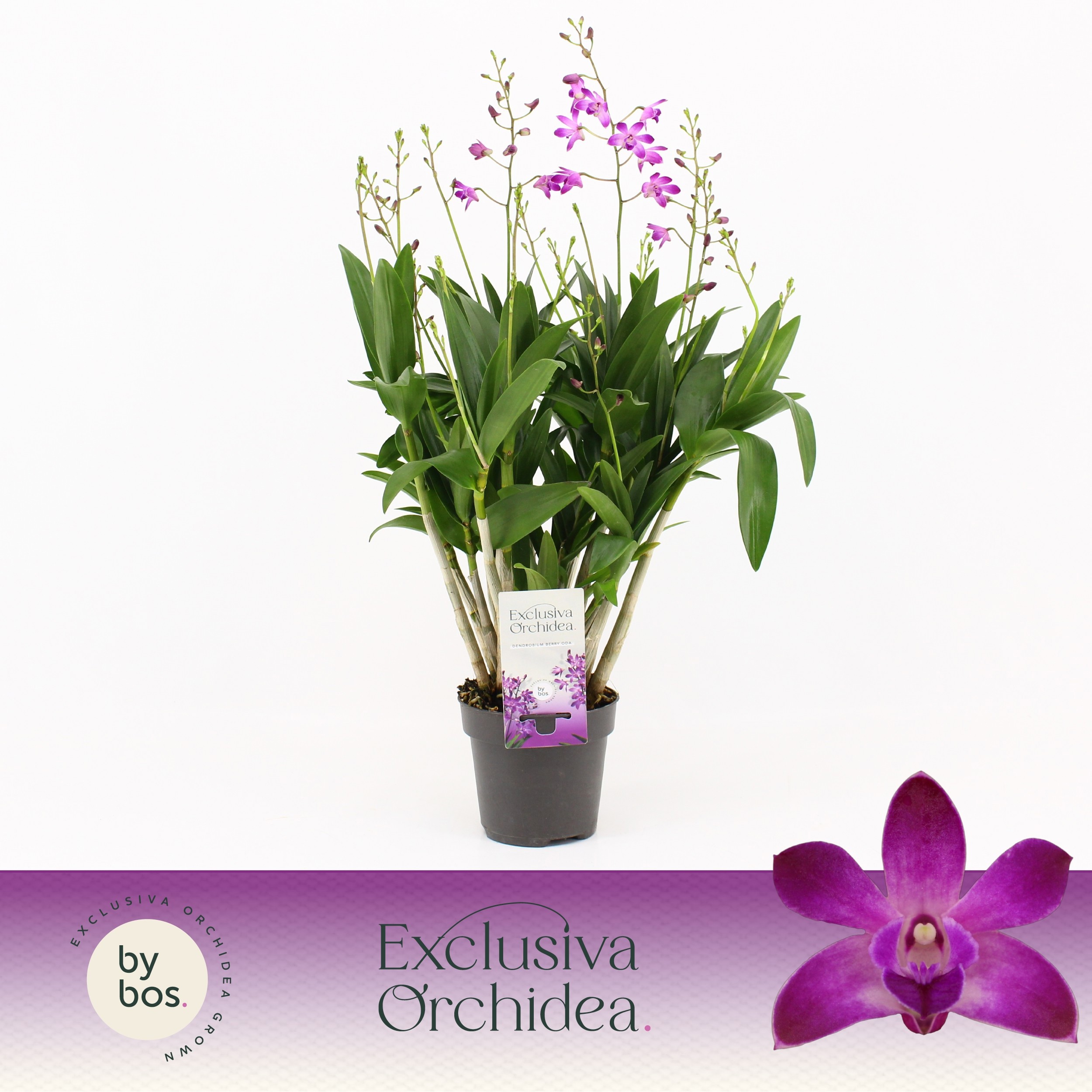Dendrobium, Berry Oda XXL 9+ spike 'Exclusiva Orchidea', D 12