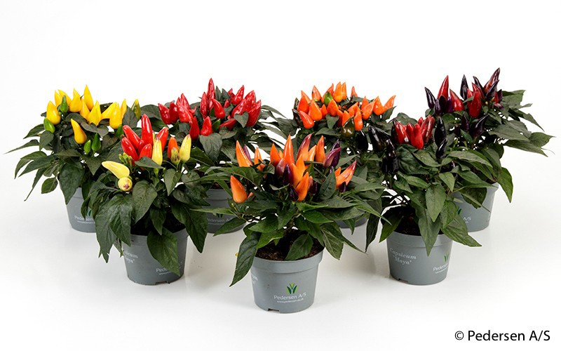 CAPSICUM ANNUUM PRYDPLANTE 'MAYA MAMBO', D 11 cm