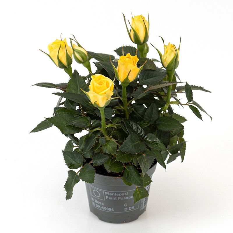 Rosa Limbo Kordana mini, D 6