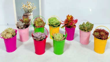 Айрон баррел микс виз Суккулент спекиес 8 8