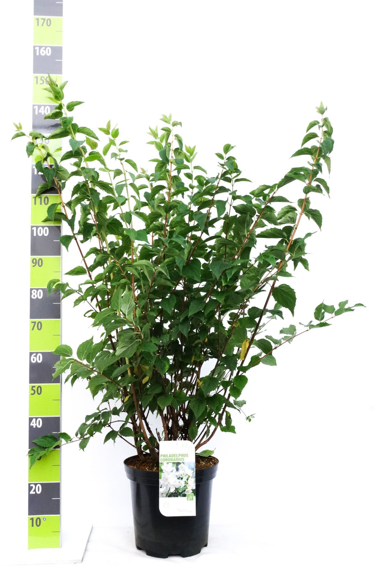 Philadelphus coronarius C 12, D 30 cm