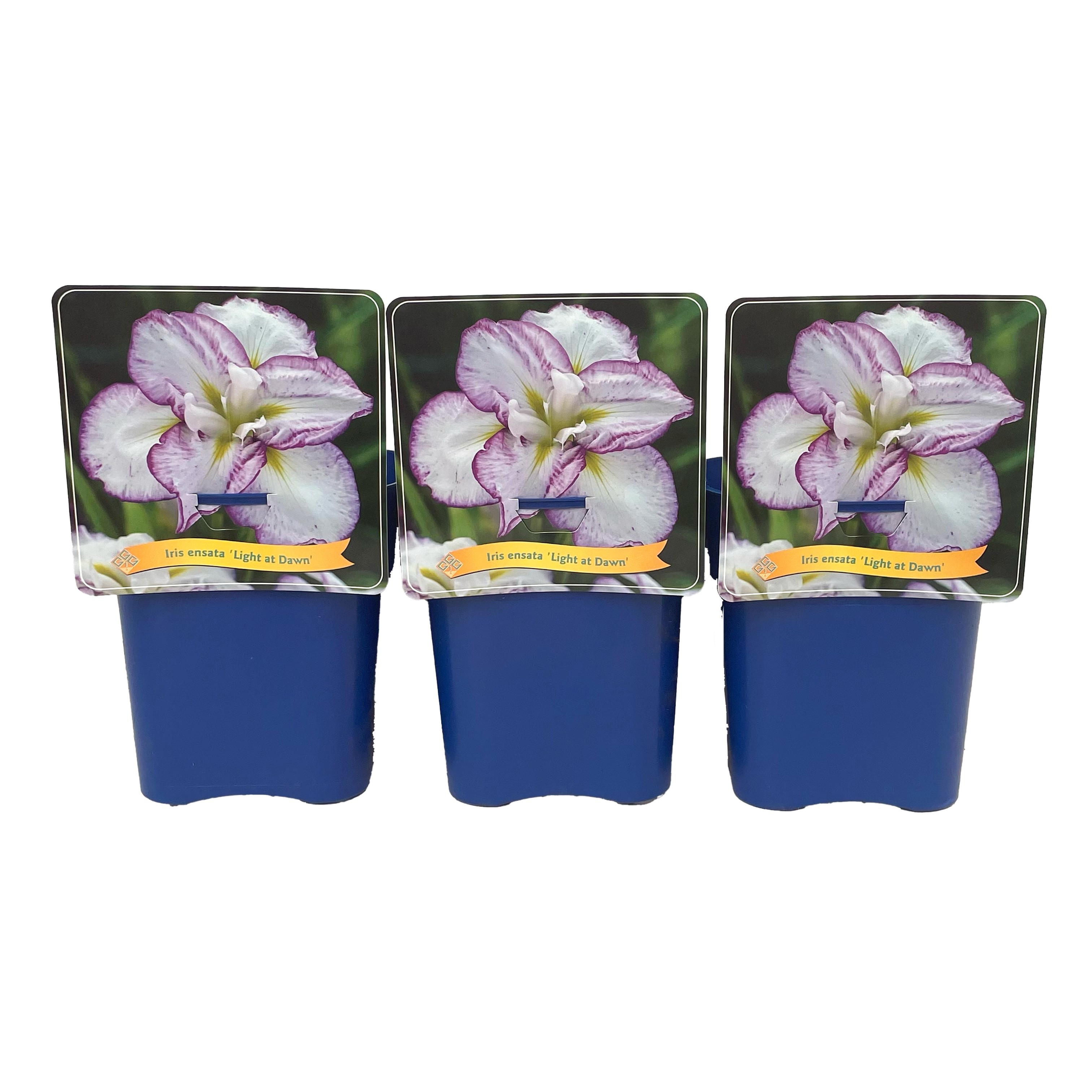 Iris ensata 'Light at Dawn' C5, D 21