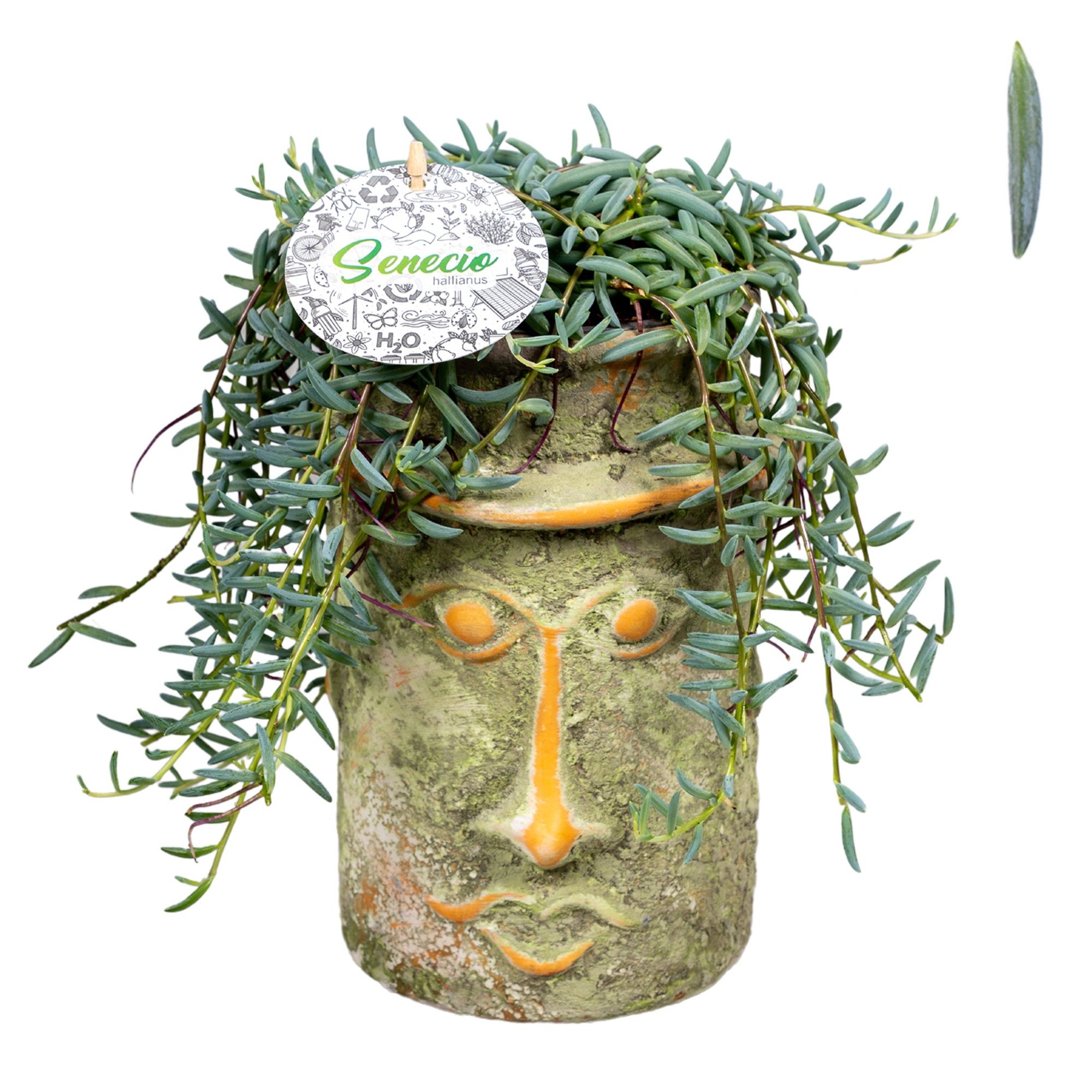 Senecio Hallianus in Mayahoofd Keramiek, D 15